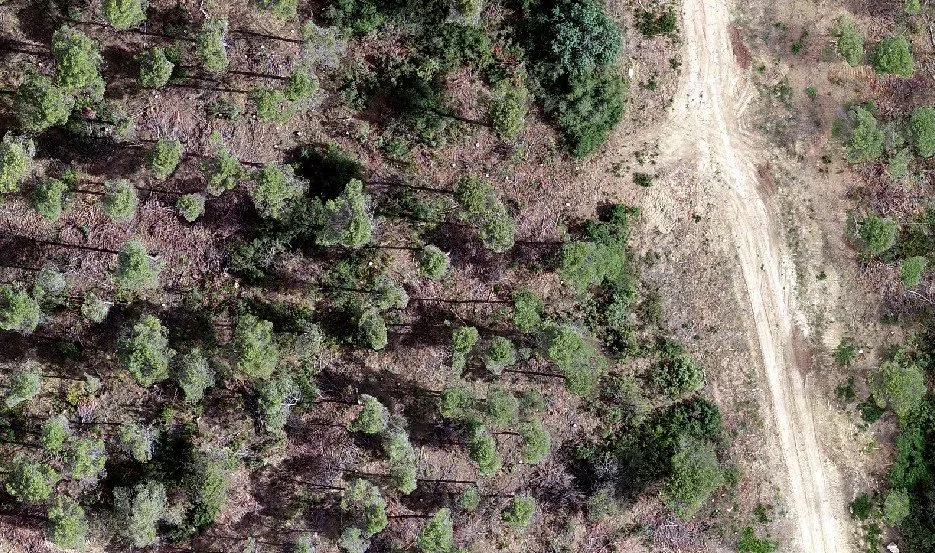 Vista aérea de masa forestal con pista forestal